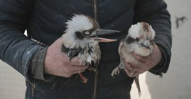 Атака ЗС РФ на "Фельдман Екопарк": у мережі показали масштаби руйнувань (фото, відео)