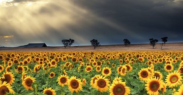 Почвенная недостаточность. Отчего погибают украинские черноземы