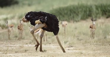 Страуси ховають голову в пісок: учені розповіли, правда це чи ні (фото)