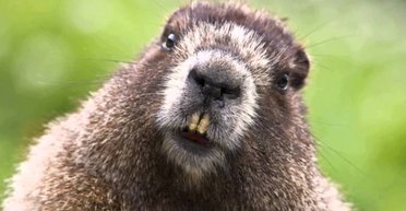 Как бобры десантировались в Айдахо: кто додумался переселять животных с помощью парашютов