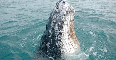 Самый необычный союз в океане: почему гигантские киты и крохотные вши не могут друг без друга