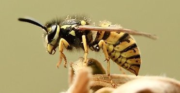 Жалят без причины: пьяные немецкие осы атакуют местных жителей