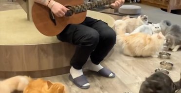 Ед Ширан своєю музикою розполохав тварин у котячому кафе (відео)