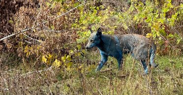 "Это знает любой владелец собак": ученый выдвинул отвратительную теорию появления голубых животных в Чернобыле