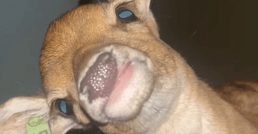 Хлопець прокинувся з оленем у своєму ліжку після вечірки з алкоголем (відео)