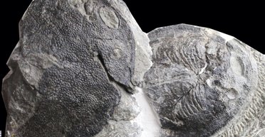 Ухо человека развилось из рыбьих жабр: ученые нашли первое анатомическое доказательство