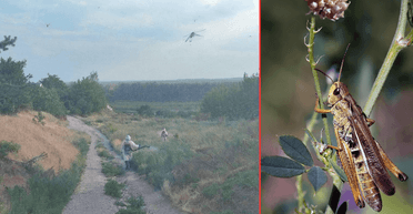 Запоріжжя потерпає від нашестя сарани, під загрозою ще один регіон: як врятувати врожай