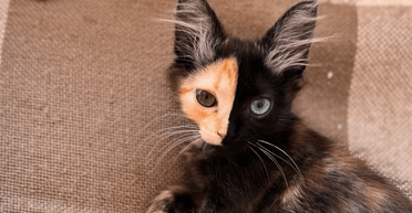 Кіт-химера: вихованець, який народився з рідкісною генетичною мутацією, вразив соцмережі (відео)