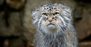 Паласів кіт: один із найдавніших видів котячих гавкає як собака і гріє лапи хвостом (фото)