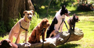 У собак нашли необычную зависимость, похожую на игроманию: как проверить своего питомца