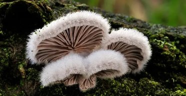В Японии ученые обнаружили, что грибы способны ориентироваться в пространстве и принимать решения