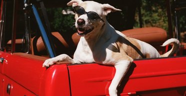 Vogue перетворився на Dogue: біблія моди показала обкладинки із собаками знаменитостей (фото, відео)