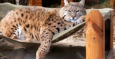 Рись Степан з київського зоопарку став зіркою мережі (фото)