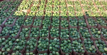 Не Херсонские: какие арбузы теперь покупают украинцы и почему они так дорого стоят