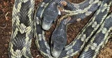 Знову повернулася: двоголова змія має "дві різні особистості" (фото)