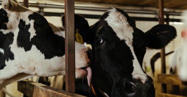 Повышение тарифов на свет 2026: как это повлияет на агросектор и промышленность — эксперт