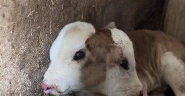 4 глаза и 2 рта: редкий двухголовый теленок стал звездой в соцсетях (видео)