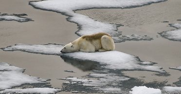 Пташиний грип почав заражати білих ведмедів: зафіксовано перший летальний випадок