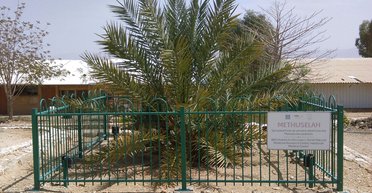 Ожившая история. Как в наше время выращивают пальмы из семян библейской эпохи