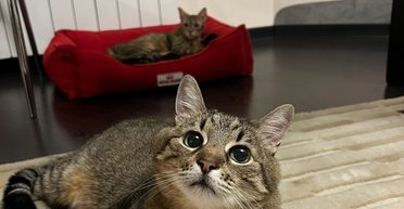 Кота Степана вивезли з Харкова (фото)