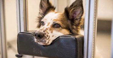 Собаки тоже страдают от аутизма: ученые рассказали, на какие признаки обратить внимание