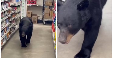 Неожиданная встреча: покупатель спас магазин и людей от 80-килограммового медведя (видео)