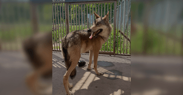 Вовк жив у квартирі посеред Києва: власники купили його в інтернеті (відео)