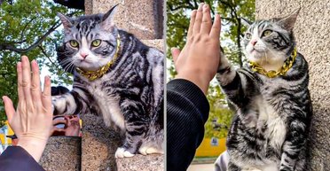 "Дай п'ять": кіт, який зустрічає гостей біля китайського храму, став інтернет-сенсацією (відео)