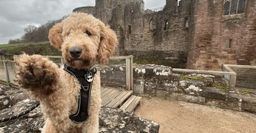 Подружжя купило крихітне цуценя, яке виросло до 45 кг: як так сталося (фото)