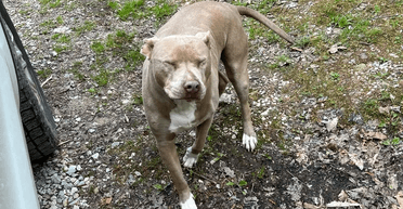 Убирать не придется: топ пород собак для тех, кто хочет чистоту дома (видео, фото)