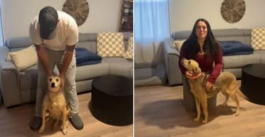 Жінка зробила ДНК-тест своєму собаці: вона не була готова побачити результат (фото)