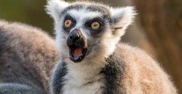 Имеет 25 внуков и любит загорать: в сети показали самого старого в мире лемура (фото)