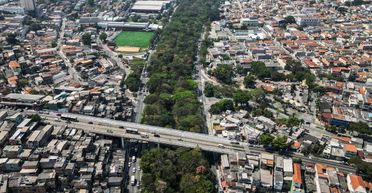 Чоловік за 20 років посадив у місті понад 41 000 дерев: нащо він це робить (фото)