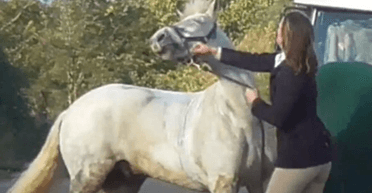 Била кулаками по морде: женщину судят за то, что она наказала пони (фото)