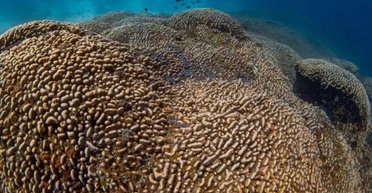 Размером как синий кит: возле Соломоновых островов нашли самый большой в мире коралл (фото)