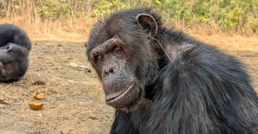 Шимпанзе запустили модний тренд, засовуючи травинки у вуха і подекуди ще (фото)