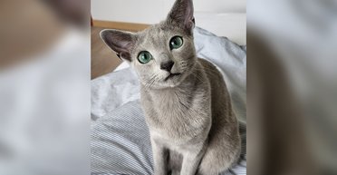 Названо найкрасивішого кота у світі: звідки він і який вигляд має (фото)