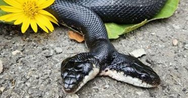 Стан погіршувався: рідкісна двоголова змія перенесла унікальну операцію (фото)