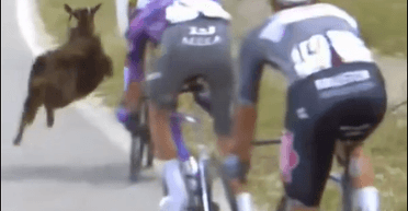 Подпрыгнула в воздух: на велосипедиста из Новой Зеландии во время гонки набросилась коза (видео)