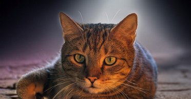 В Италии кот 2 дня не давал самолету с пассажирами взлететь: что произошло