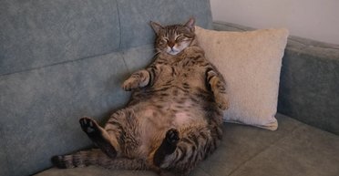 Незалежні домашні хижаки: вчені виявили, що кішкам плювати на своїх господарів