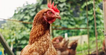 Действительно ли курица может бегать без отрубленной головы: ответ ученых может удивить