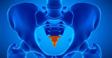 Як люди втратили свої хвости 25 млн років тому: вчені знайшли відповідь