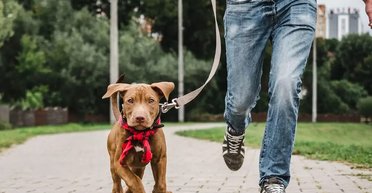 В Польше мужчина напал на украинца из-за желто-голубого ошейника для собак (видео)