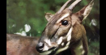 Охота на азиатского единорога: существование этого вида невозможно доказать или опровергнуть