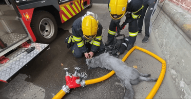 Порятунок Боні: ЗМІ показали, як почувається хаскі після пожежі в Рівному (фото, відео)