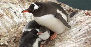 Українські полярники показали маленьких і милих пінгвінят (фото)
