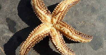 Несподіване схрещування: з'явився природний гібрид двох близьких видів в Атлантичному океані (фото)