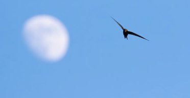 Як довго птахи можуть не торкатися землі: названо вид, здатний літати без перепочинку 10 місяців