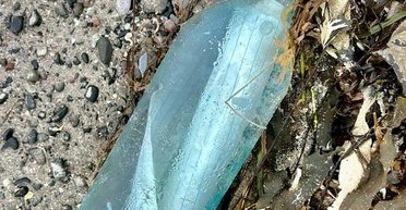 Письмо с неизвестного берега: как послание с моря в бутылке всколыхнуло ирландское побережье